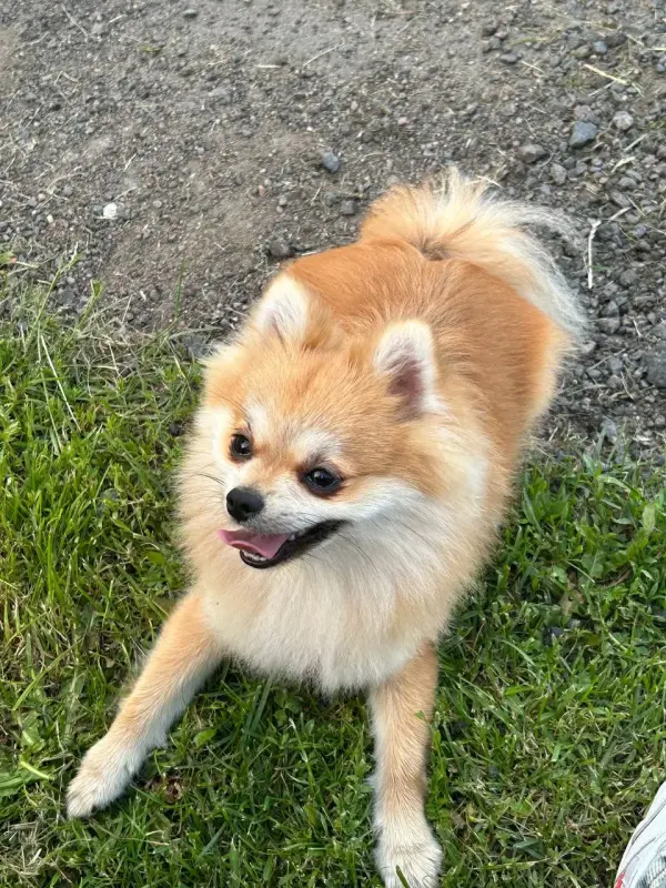 Щенки померанского шпица - Вся Беларусь - 237950 - Доска объявлений Kupika.by - Фото 4