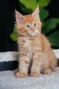 мальчик мейн-кун