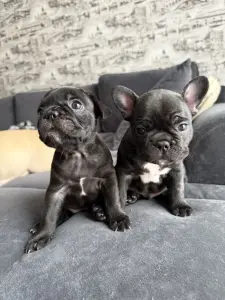 Щенки французского бульдога