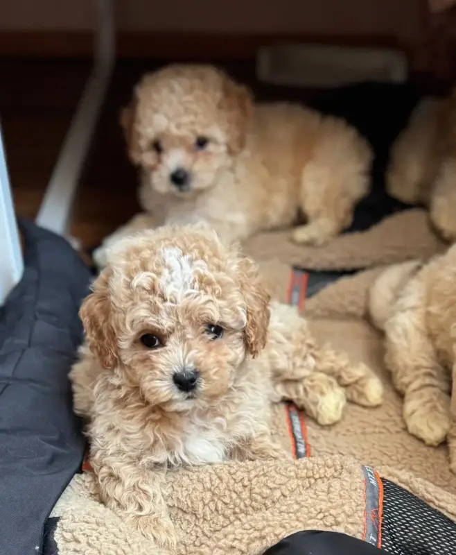 Супер эксклюзивные щенки мальтипу кавапу пушон доставка