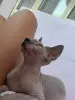 Кошки - Канадский сфинкс котята - Вся Беларусь - Фото 6 Канадский сфинкс котята - Вся Беларусь - 236901 - Доска объявлений Kupika.by - Фото 6