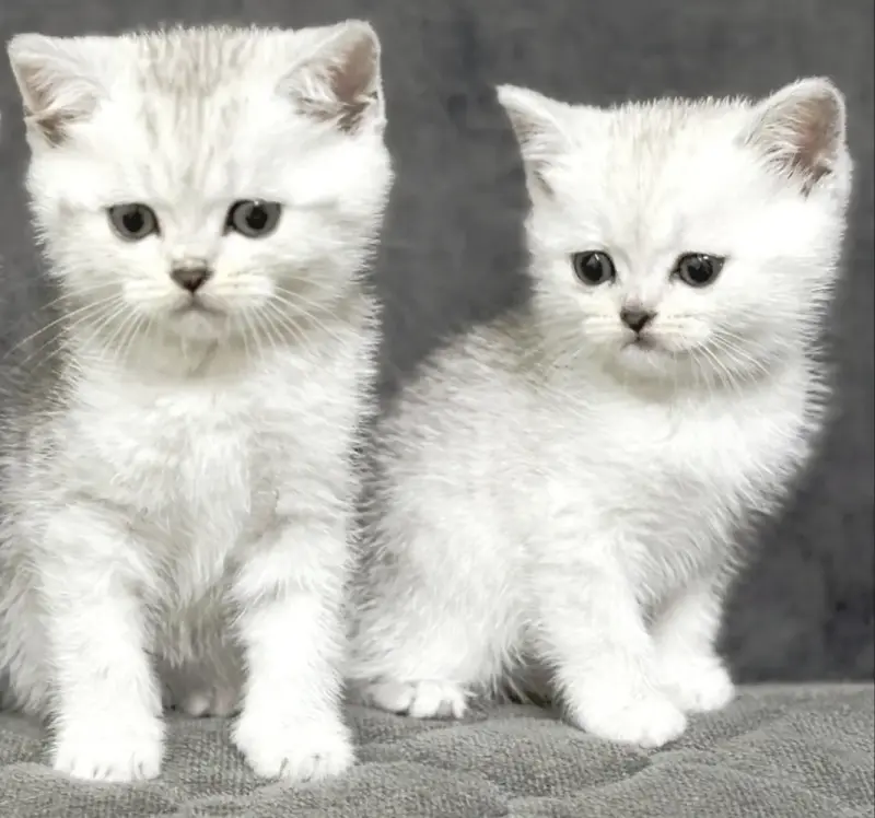 Продам шотландского котенка - Вся Беларусь - 236017 - Доска объявлений Kupika.by - Фото 3