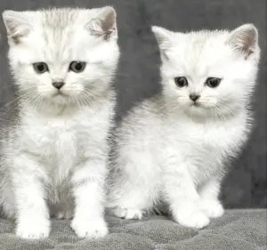 Продам шотландского котенка