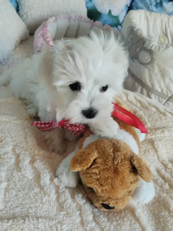 Мальтезе, 2месяца, мини