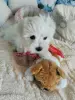 Мальтезе, 2месяца, мини - Вся Беларусь - 237607 - Доска объявлений Kupika.by