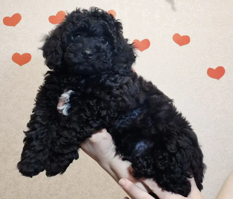 Собаки - Щенки карликого пуделя - Вся Беларусь Щенки карликого пуделя - Вся Беларусь - 237105 - Доска объявлений Kupika.by