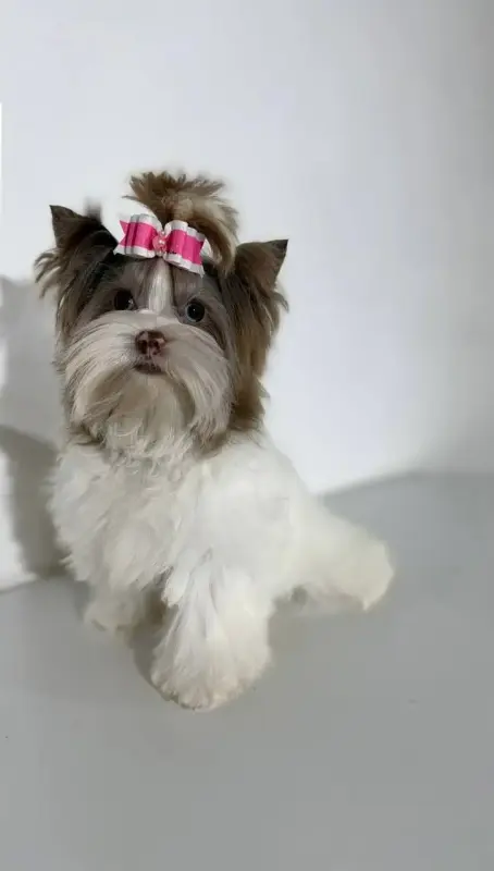 Девочка шокомерле 6 мес доставка