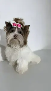 Девочка шокомерле 6 мес доставка