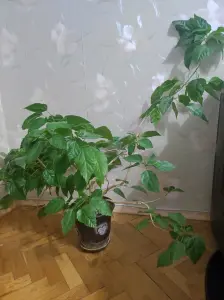 Гибискус (китайская роза) с горшком,высота метр,дл