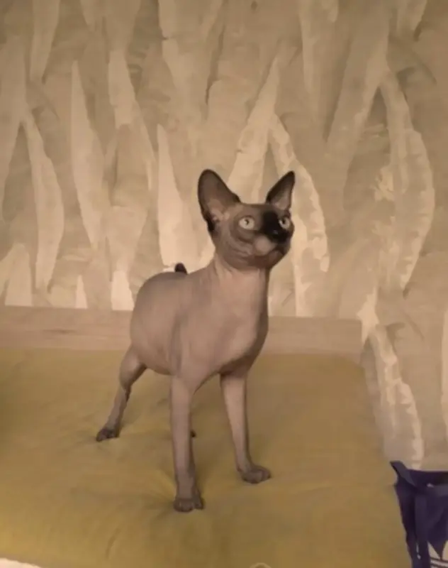 Кошки - Канадский сфинкс котята - Вся Беларусь - Фото 5 Канадский сфинкс котята - Вся Беларусь - 236901 - Доска объявлений Kupika.by - Фото 5