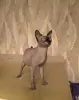 Кошки - Канадский сфинкс котята - Вся Беларусь - Фото 5 Канадский сфинкс котята - Вся Беларусь - 236901 - Доска объявлений Kupika.by - Фото 5