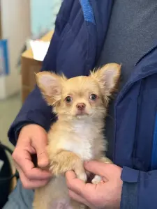 Чихуахуа щенок