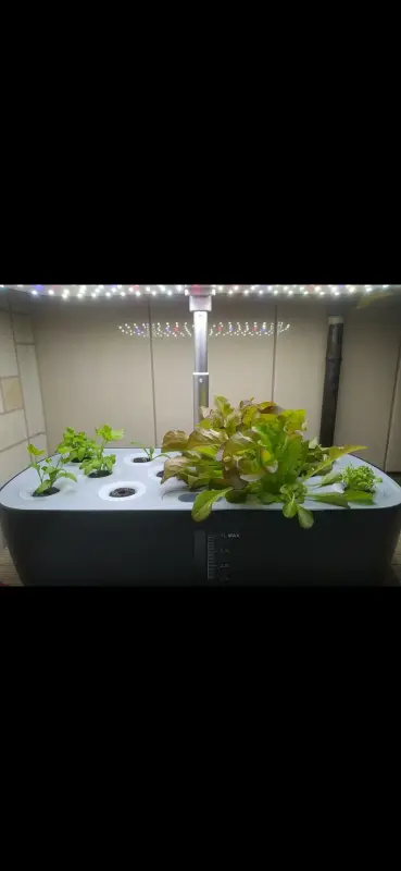 Техника для дома - Гидропонная система для выращивания растений - Вся Беларусь - Фото 5 Гидропонная система для выращивания растений - Вся Беларусь - 235822 - Доска объявлений Kupika.by - Фото 5