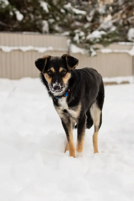 Собака Умнейшая Козявочка ждет свою семью - Вся Беларусь - 233828 - Доска объявлений Kupika.by - Фото 7