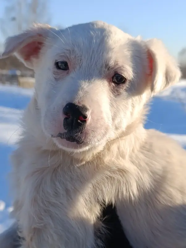 Щенок - Вся Беларусь - 236460 - Доска объявлений Kupika.by - Фото 5