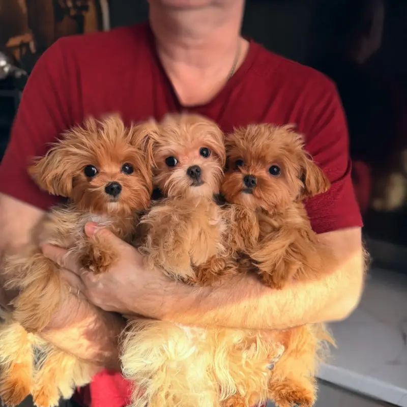 Мини мальтипу подрощенный мальчик и девочка - Вся Беларусь - 224719 - Доска объявлений Kupika.by - Фото 4