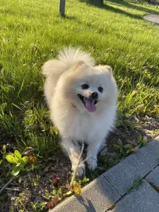 Щенки померанского шпица