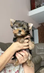 Йоркширский терьер