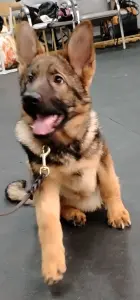 Щенок. Немецкая Овчарка. (девочка)