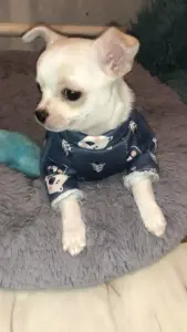 Чихуахуа щенок