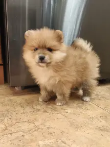 Девочка померанского шпица