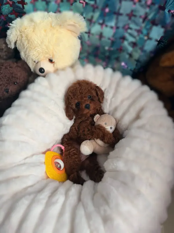 Премиум качество мини микро мальтипу той пудель пушон - Любань - 238249 - Доска объявлений Kupika.by - Фото 4