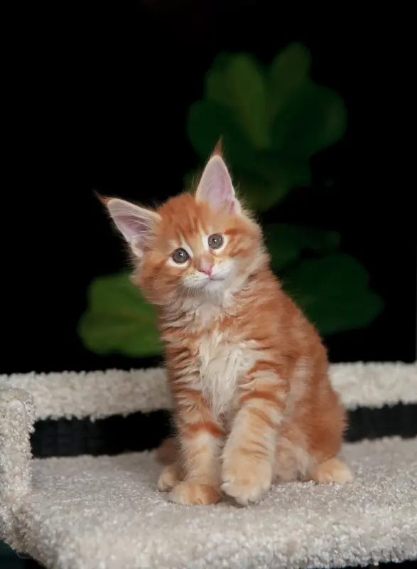 Кошки - Чистокровный Мальчик МЕЙН-КУН - Вся Беларусь - Фото 2 Чистокровный Мальчик МЕЙН-КУН - Вся Беларусь - 238285 - Доска объявлений Kupika.by - Фото 2