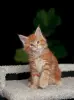 Кошки - Чистокровный Мальчик МЕЙН-КУН - Вся Беларусь - Фото 2 Чистокровный Мальчик МЕЙН-КУН - Вся Беларусь - 238285 - Доска объявлений Kupika.by - Фото 2