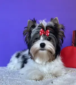 Бивер йоркширский терьер