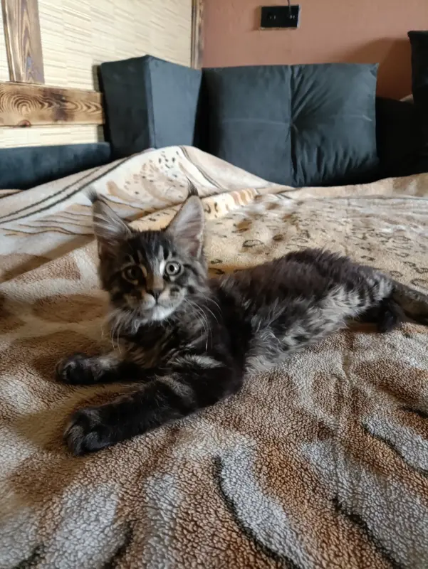 Кошечка Мейн-кун - Вся Беларусь - 238343 - Доска объявлений Kupika.by - Фото 3