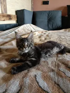 Кошечка Мейн-кун