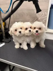 Мальчики мальтийской болонки родители корея