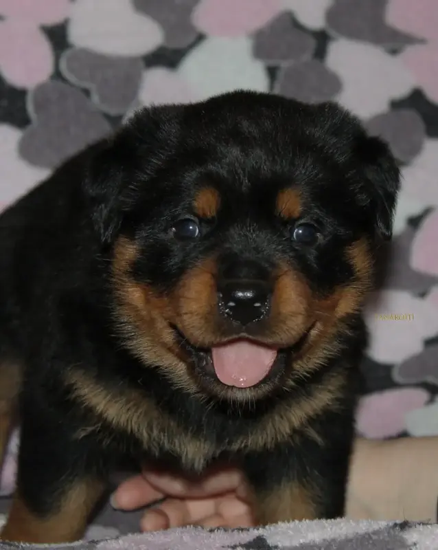 Собаки - щенки ротвейлера - Вся Беларусь - Фото 4 щенки ротвейлера - Вся Беларусь - 235523 - Доска объявлений Kupika.by - Фото 4