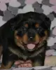 Собаки - щенки ротвейлера - Вся Беларусь - Фото 4 щенки ротвейлера - Вся Беларусь - 235523 - Доска объявлений Kupika.by - Фото 4