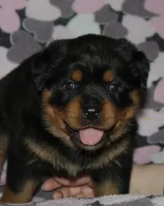 щенки ротвейлера