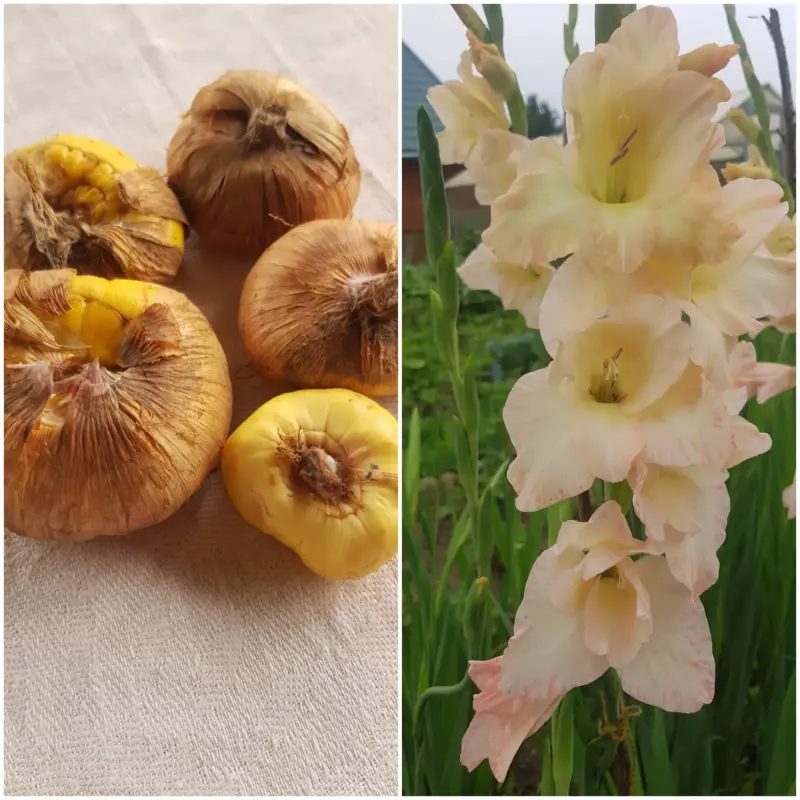 Гладиолусы сорт Cornelli 5 шт.