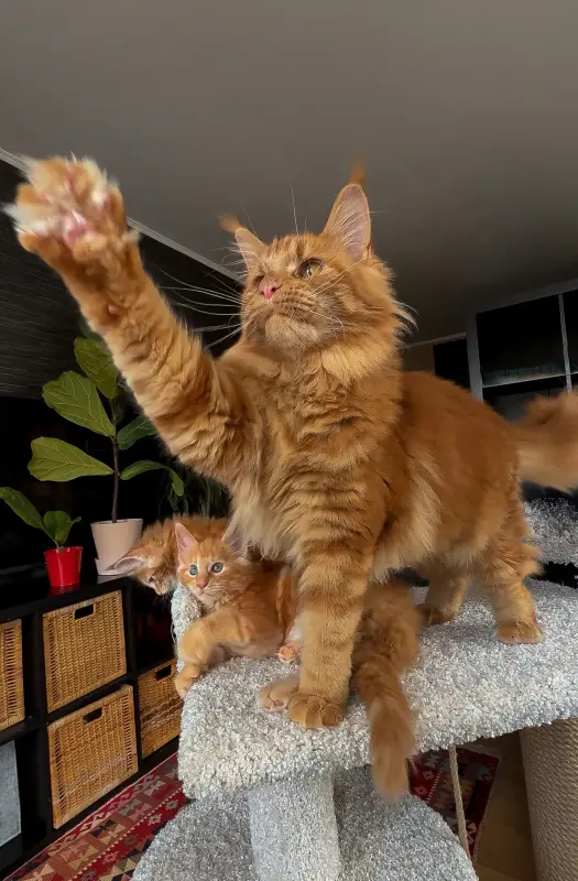 Кошки - Чистокровный Мальчик МЕЙН-КУН - Вся Беларусь - Фото 3 Чистокровный Мальчик МЕЙН-КУН - Вся Беларусь - 238285 - Доска объявлений Kupika.by - Фото 3