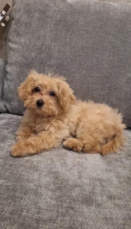 Собаки - Девочка мальтипу мни ф1 - Петриков - Фото 4 Девочка мальтипу мни ф1 - Петриков - 237678 - Доска объявлений Kupika.by - Фото 4