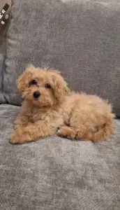 Девочка мальтипу мни ф1