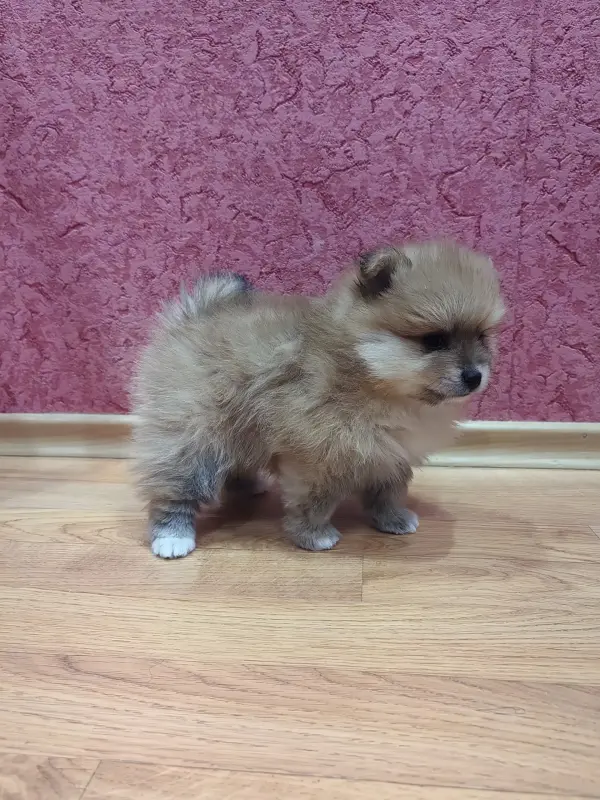 Собаки - Померанский шпиц девочка. - Вся Беларусь - Фото 3 Померанский шпиц девочка. - Вся Беларусь - 235393 - Доска объявлений Kupika.by - Фото 3