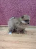 Собаки - Померанский шпиц девочка. - Вся Беларусь - Фото 3 Померанский шпиц девочка. - Вся Беларусь - 235393 - Доска объявлений Kupika.by - Фото 3