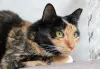 Кошки - Кошка Лапушка два года в приюте! - Вся Беларусь Кошка Лапушка два года в приюте! - Вся Беларусь - 236416 - Доска объявлений Kupika.by