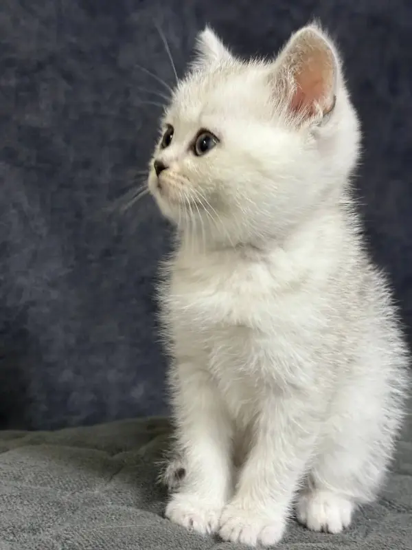 Продам шотландского котенка - Вся Беларусь - 236017 - Доска объявлений Kupika.by - Фото 2