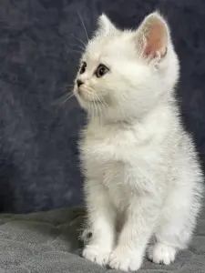 Продам шотландского котенка