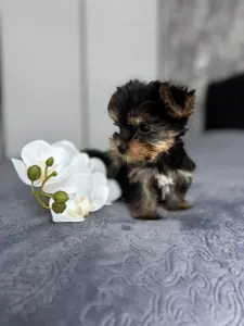 Йоркширский терьер