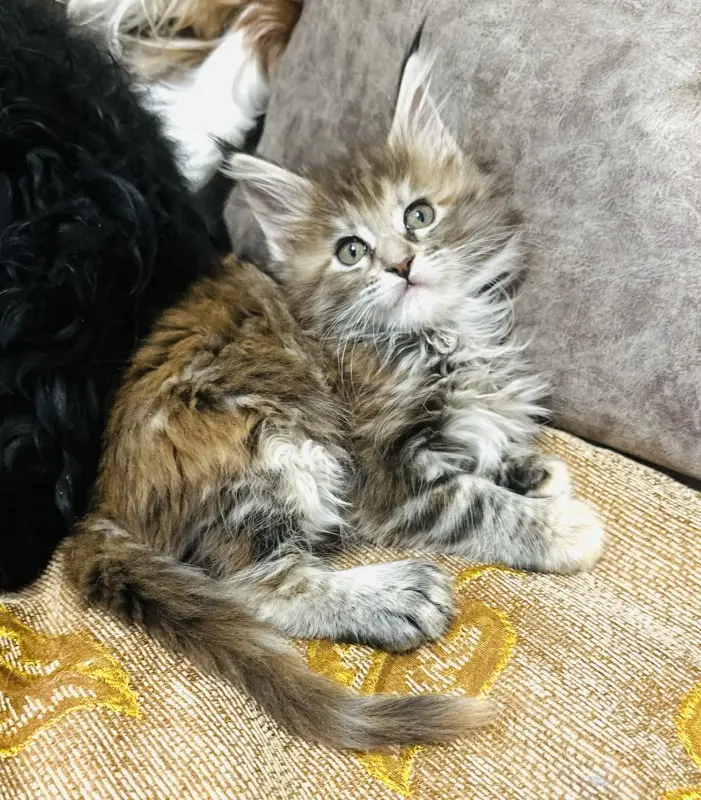 Котята мейкун - Воропаево - 237084 - Доска объявлений Kupika.by - Фото 2