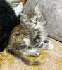 Котята мейкун - Воропаево - 237084 - Доска объявлений Kupika.by - Фото 2