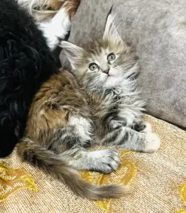 Котята мейкун