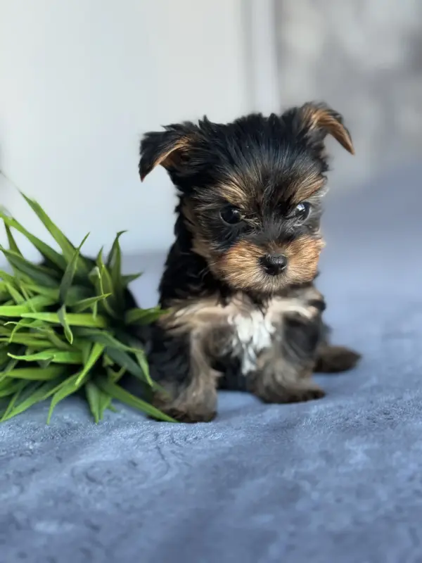 Йоркширский терьер - Вся Беларусь - 237220 - Доска объявлений Kupika.by - Фото 6