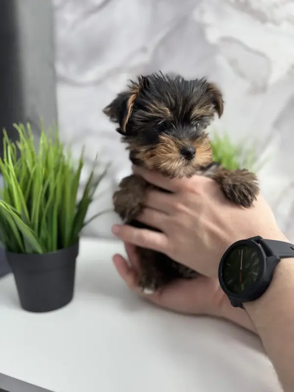 Собаки - Йоркширский терьер - Вся Беларусь - Фото 5 Йоркширский терьер - Вся Беларусь - 238099 - Доска объявлений Kupika.by - Фото 5